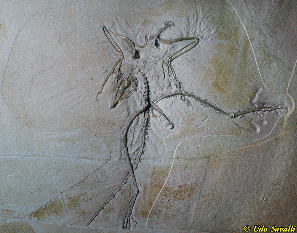 Thermopolis Archaeopteryx Fossil