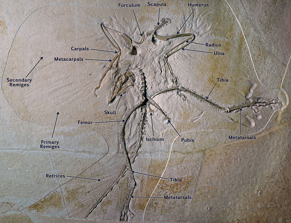 Thermopolis Archaeopteryx Fossil