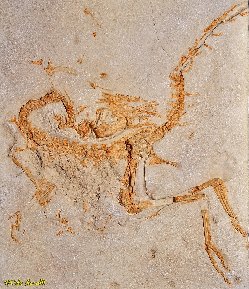 Compsognathus Fossil
