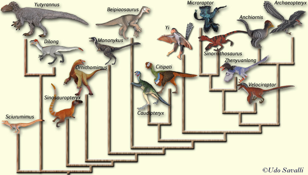 Feathered dinosaur phylogeny