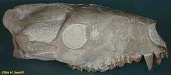 Oreodont skull fossil