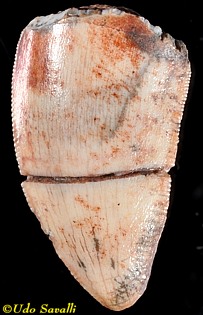 phytosaur tooth