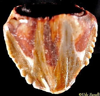 Revueltosaurus tooth