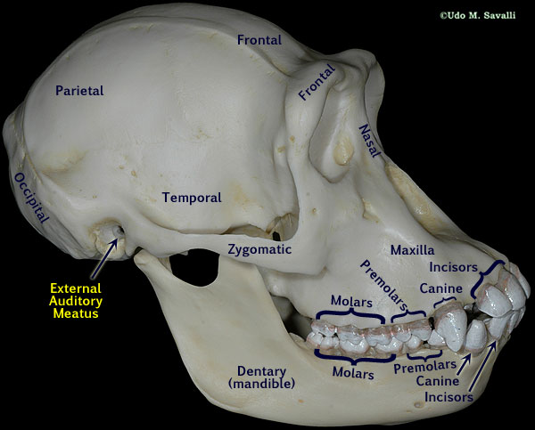 Chimp Skull plain