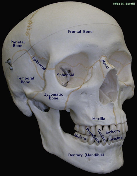 Human Skull plain