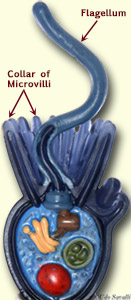 Choanoflagellate cell model