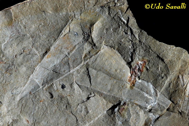 Nevadotheca fossil