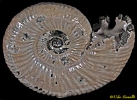 Binatisphinctes Ammonite