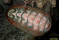 Conspicuous Chiton