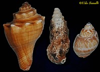 Gastropod Shells