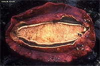 Gumboot Chiton Ventral