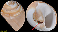 Moonsnail shell