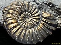 Pleuroceras Ammonite