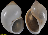 Pond Snail Shells