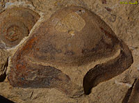 Pterotheca Fossil