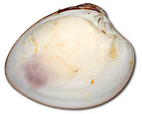 Quahog Shell