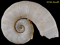 Ramshorn squid shell