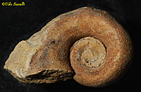 Salpingostoma Fossil