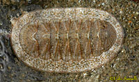 Scaled Chiton