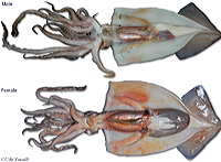Large Squid Dissection