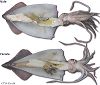 Small Squid Dissection