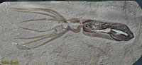 Trachyteuthis