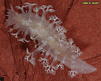 Coral-eating Nudibranch