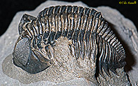 Coltraneia Trilobite