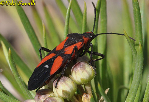 6 Spotted Milkweed Bug