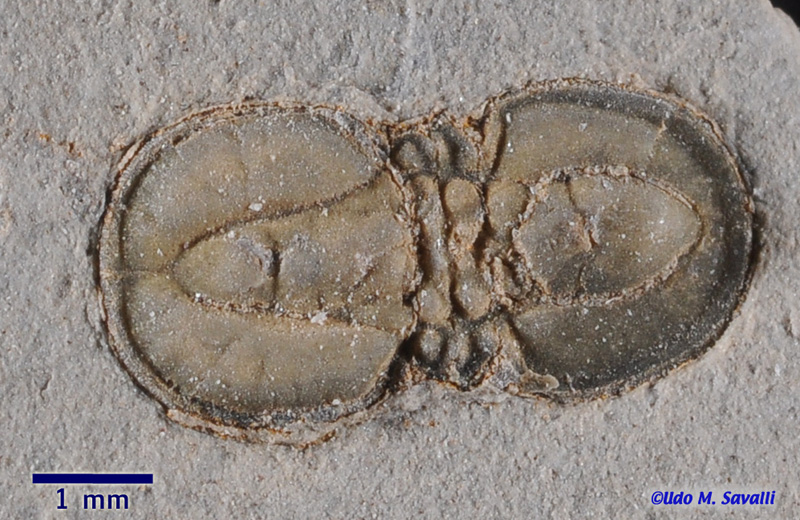 Agnostid Trilobite fossil