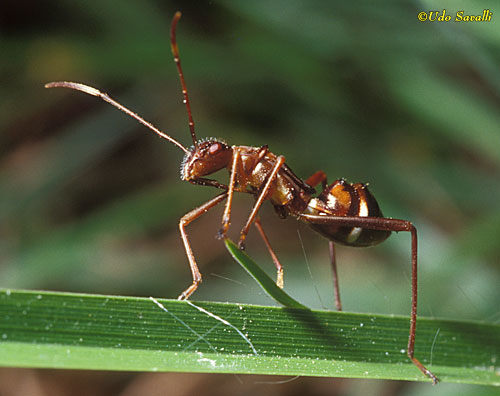 Ant-mimic Bug