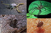 Arachnid Composite