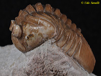 Trilobite