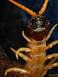 Giant Desert Centipede head
