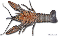 Crayfish ventral view
