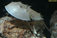Juv. Horseshoe Crab
