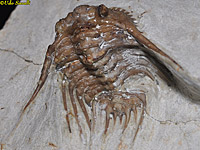 Kettneraspis Trilobite