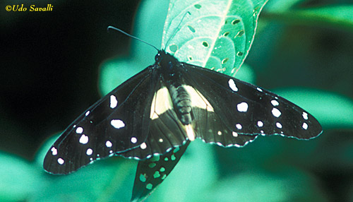 Layman Butterfly