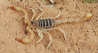 Northern Scorpion