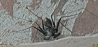 Sonoran whipscorpion