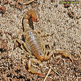 AZ stripetail Scorpion