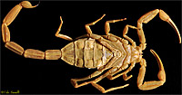 Bark Scorpion ventral side