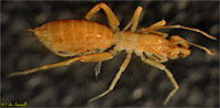 Shorttailed Whipscorpion