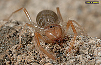 Wind Scorpion female