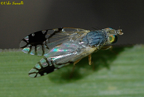 Trupanea Fruit Fly