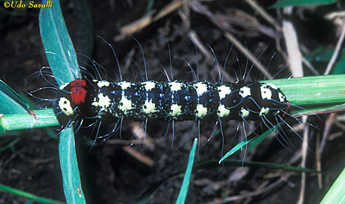 Unid Caterpillar