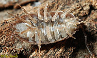 Sow Bugs