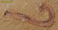 Palaeoscolex fossil