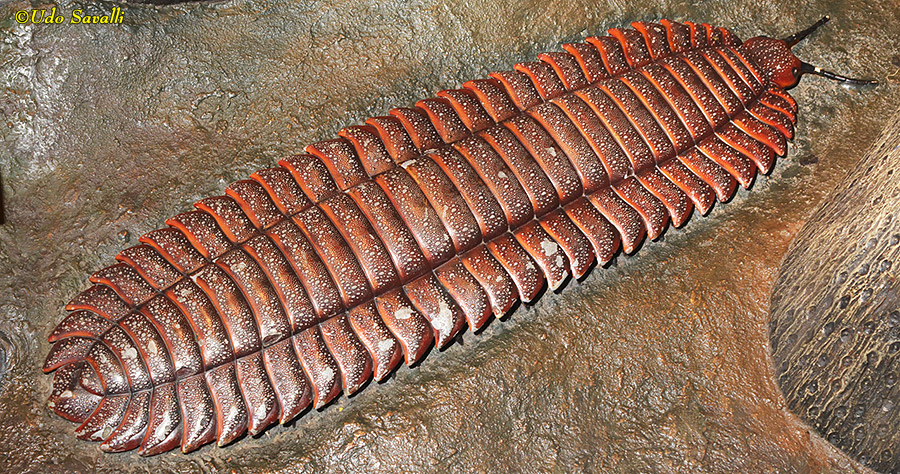 Arthropleura Model