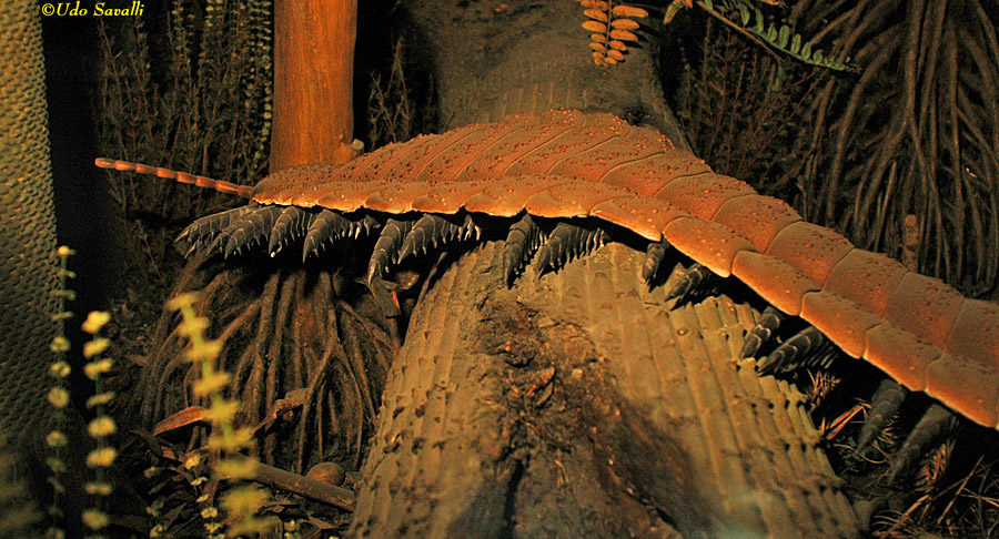 Arthropleura Model